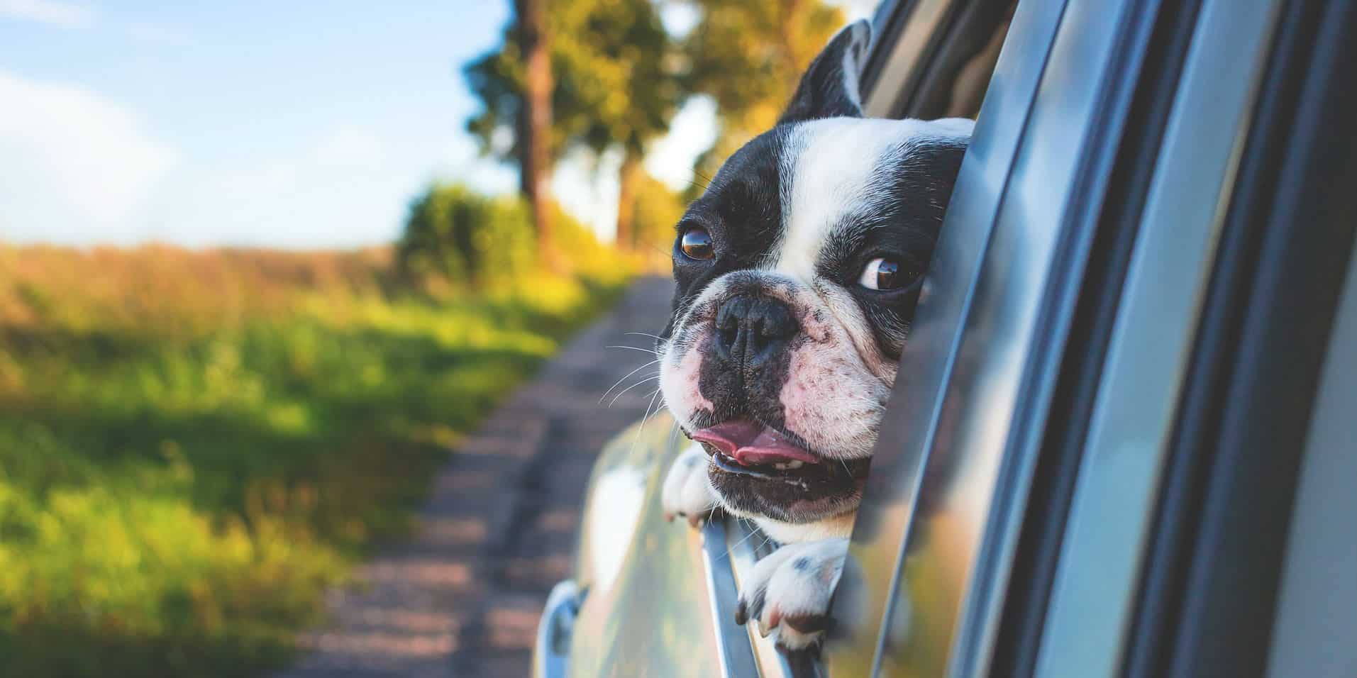Preventing Travel Anxiety in Dogs
